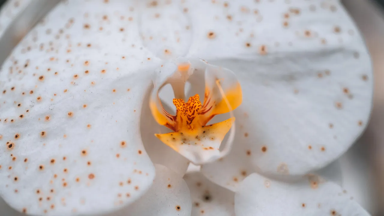 Witte Phalaenopsis