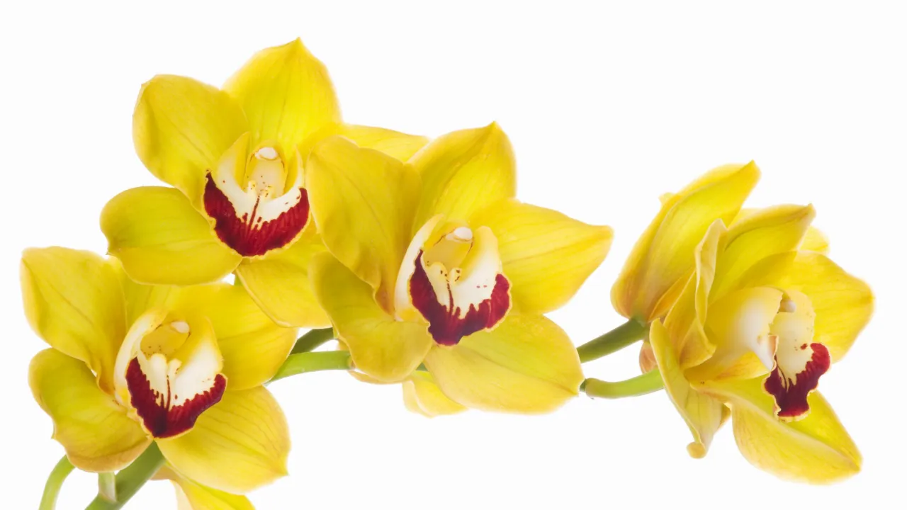 Gele orchideeën
