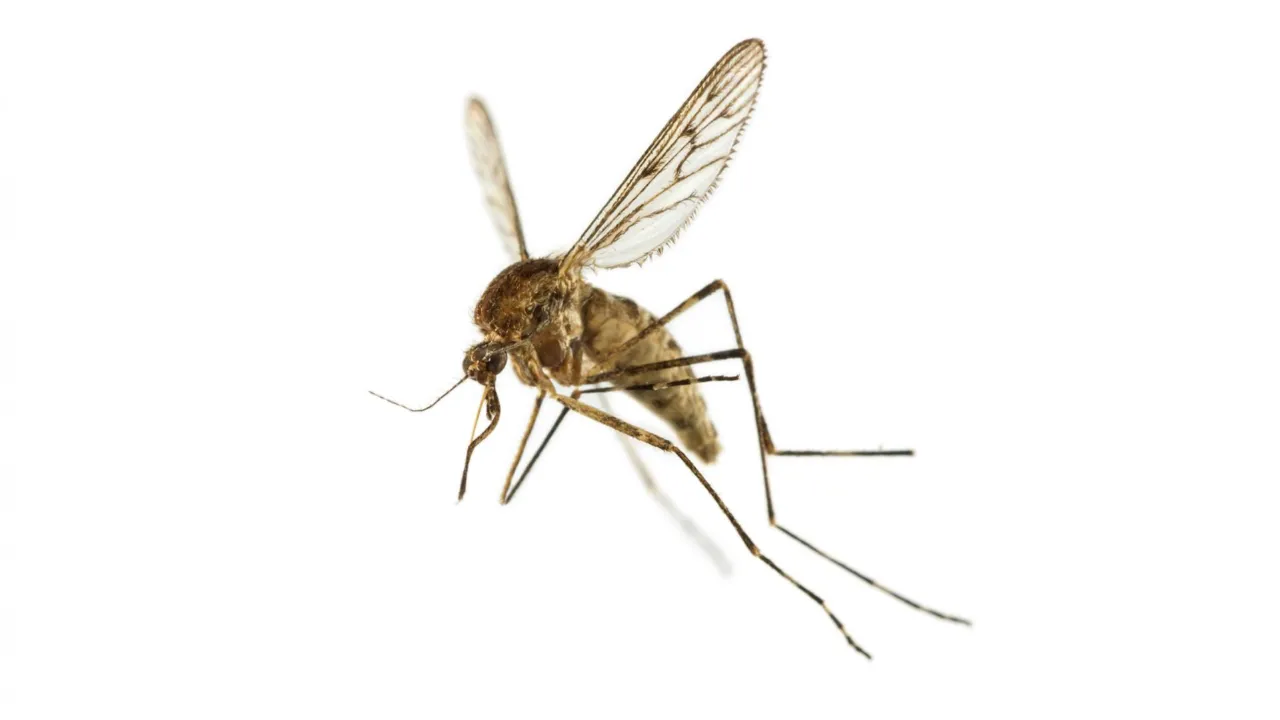Grote steekmug (Culiseta annulata)