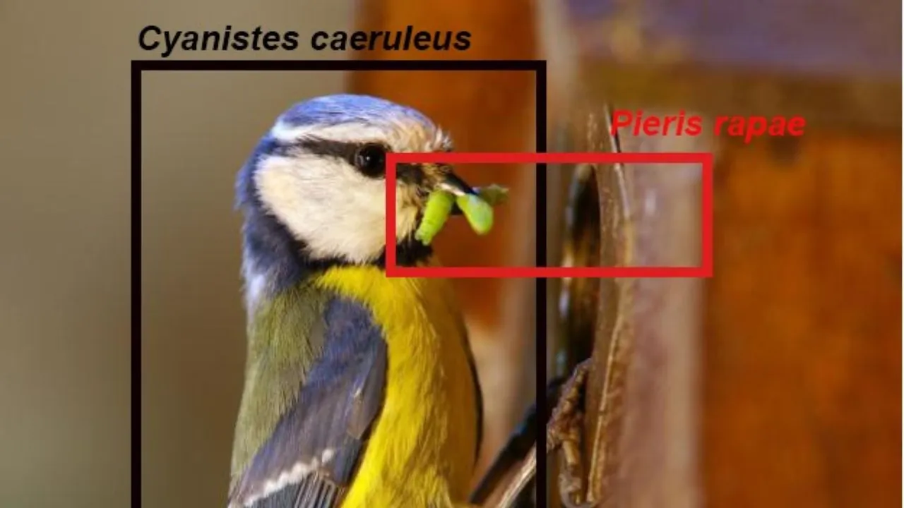 AI herkent soorten op een foto