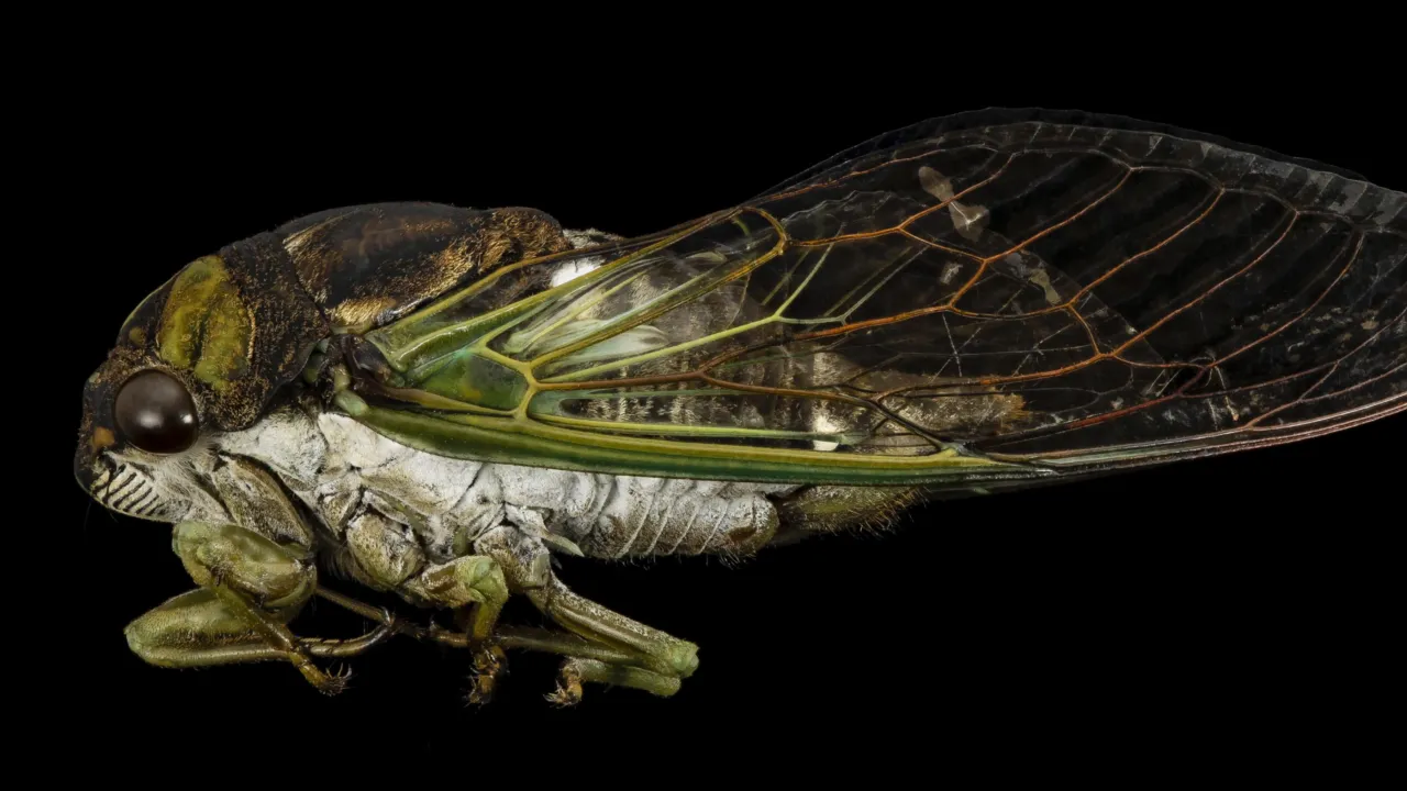 Cicade