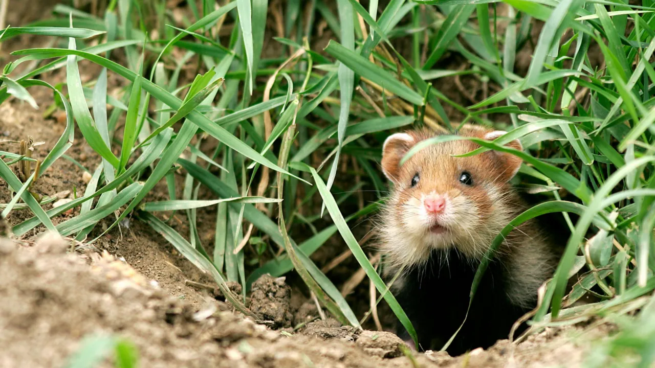 Hamster in een hol