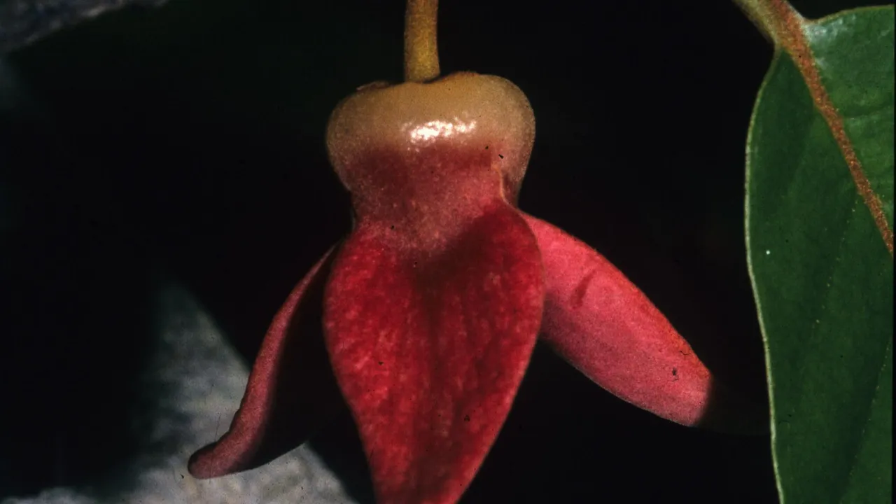 Foto van de Annona haematantha