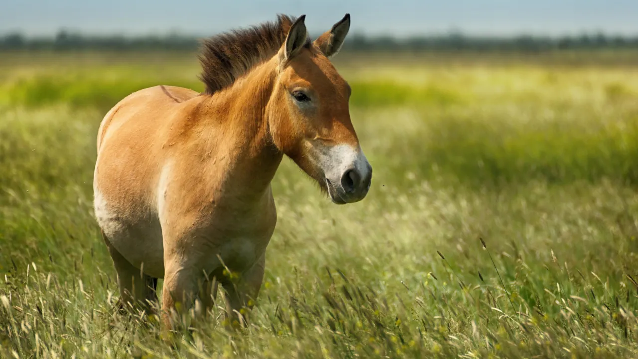 Przewalskipaard