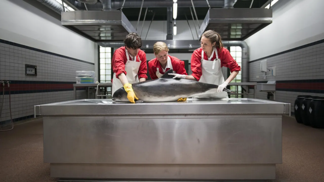 Studenten helpen mee met Utrechts bruinvisonderzoek