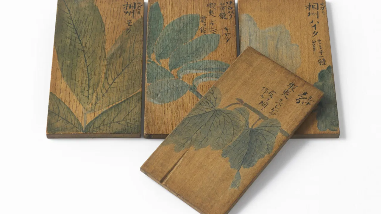 Siebold-hout