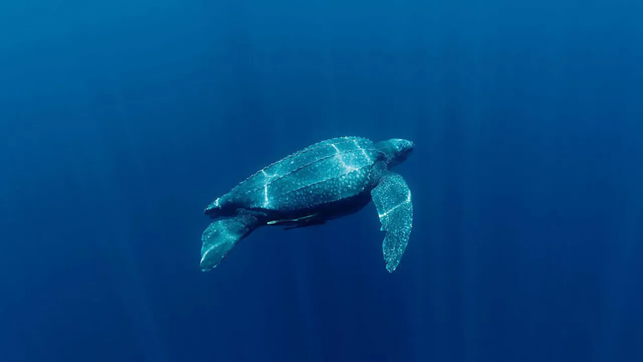 Leatherback