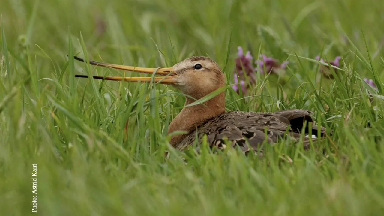 Black-tailed godwit