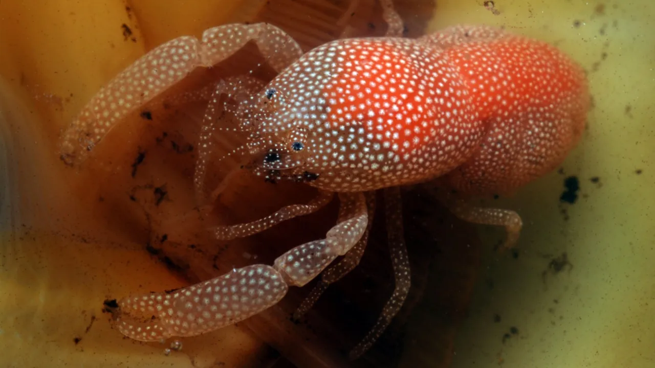 Conchodytes meleagrinea, in de stekelige oester Spondylus sp.