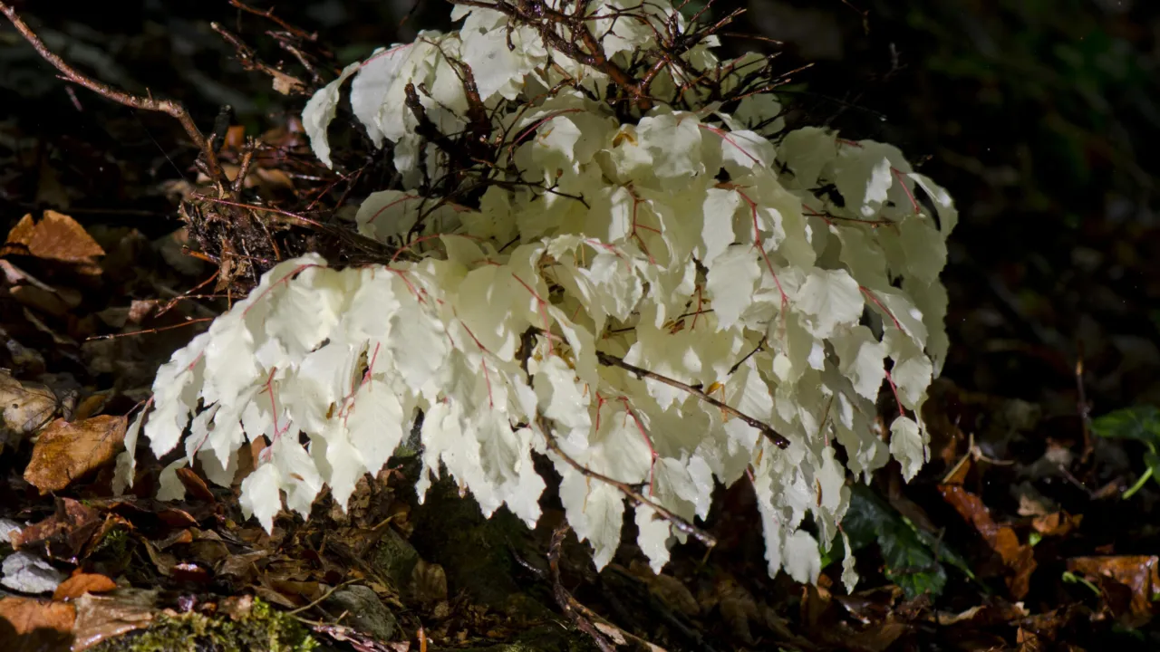 albino