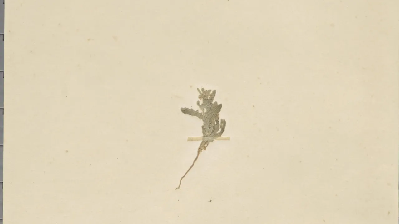 Herbariumvel van Petiniotia purpurascens