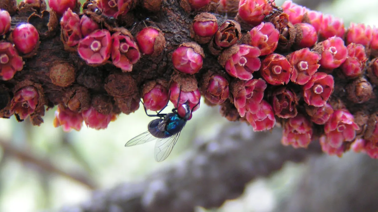 Pilostyles aethiopica 