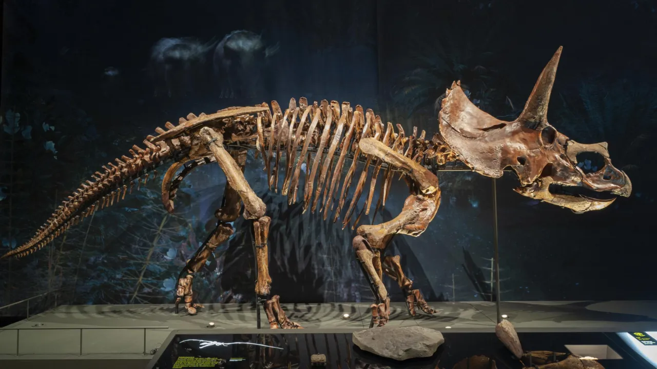triceratops in dinotijd