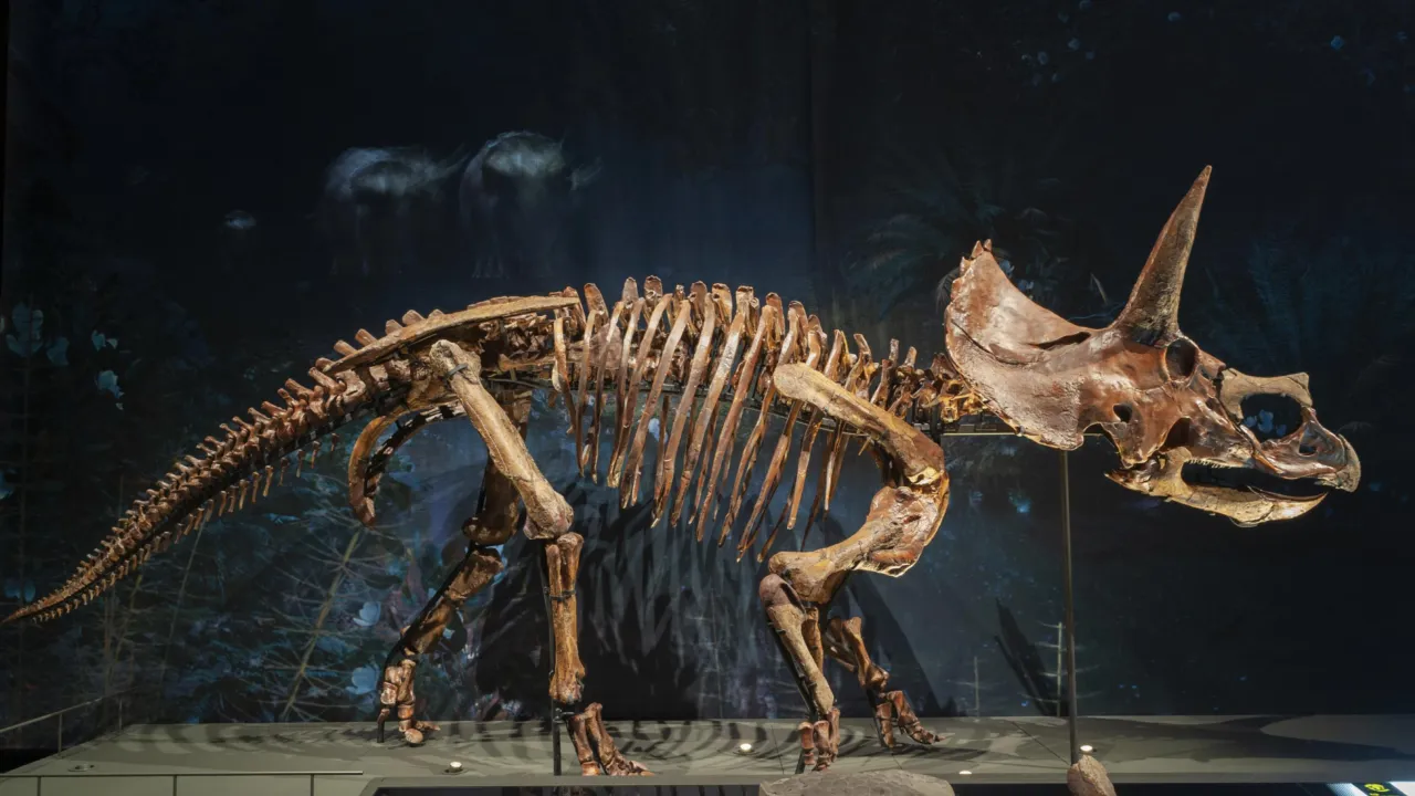 triceratops in dinotijd