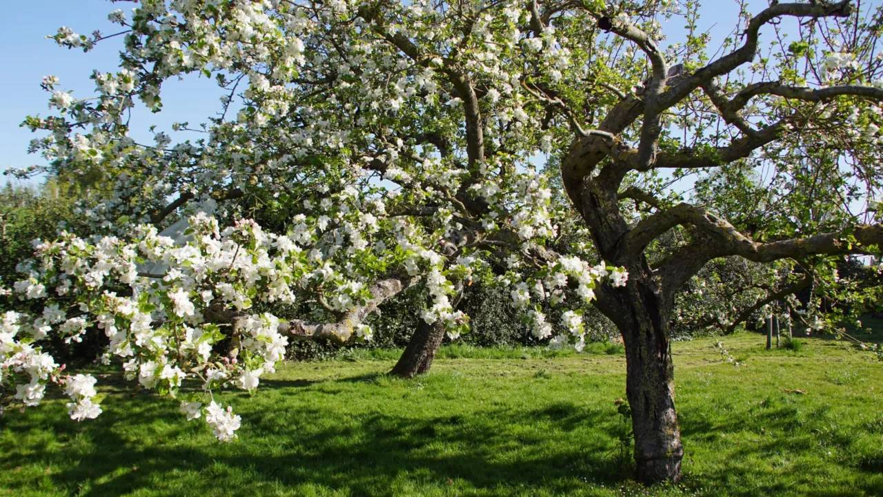 Appelbloesem in bloei (Marit Moerman)