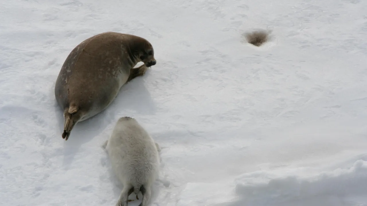 Caspian seal