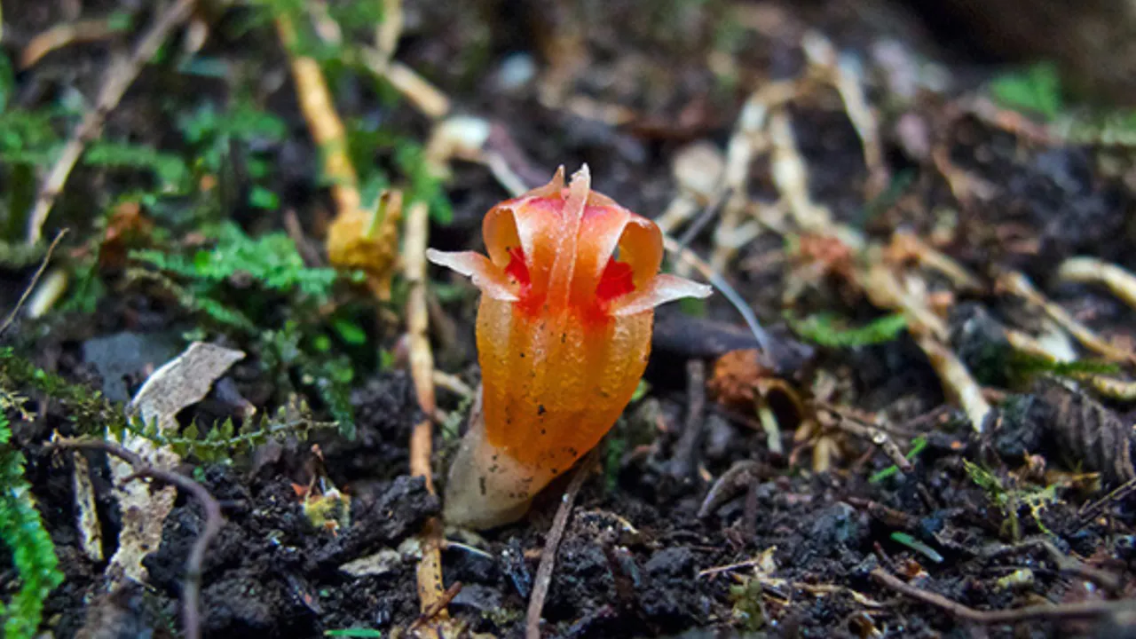 Planten en schimmels