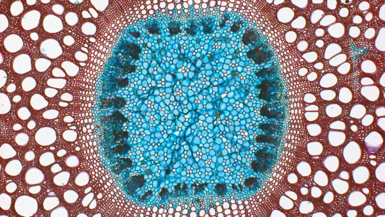 Wood under the microscope
