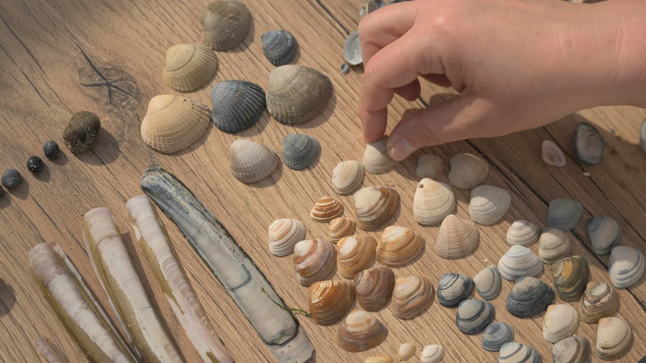 Schelpen selecteren