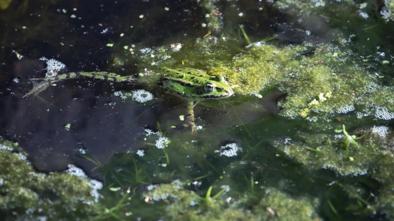Groene kikker