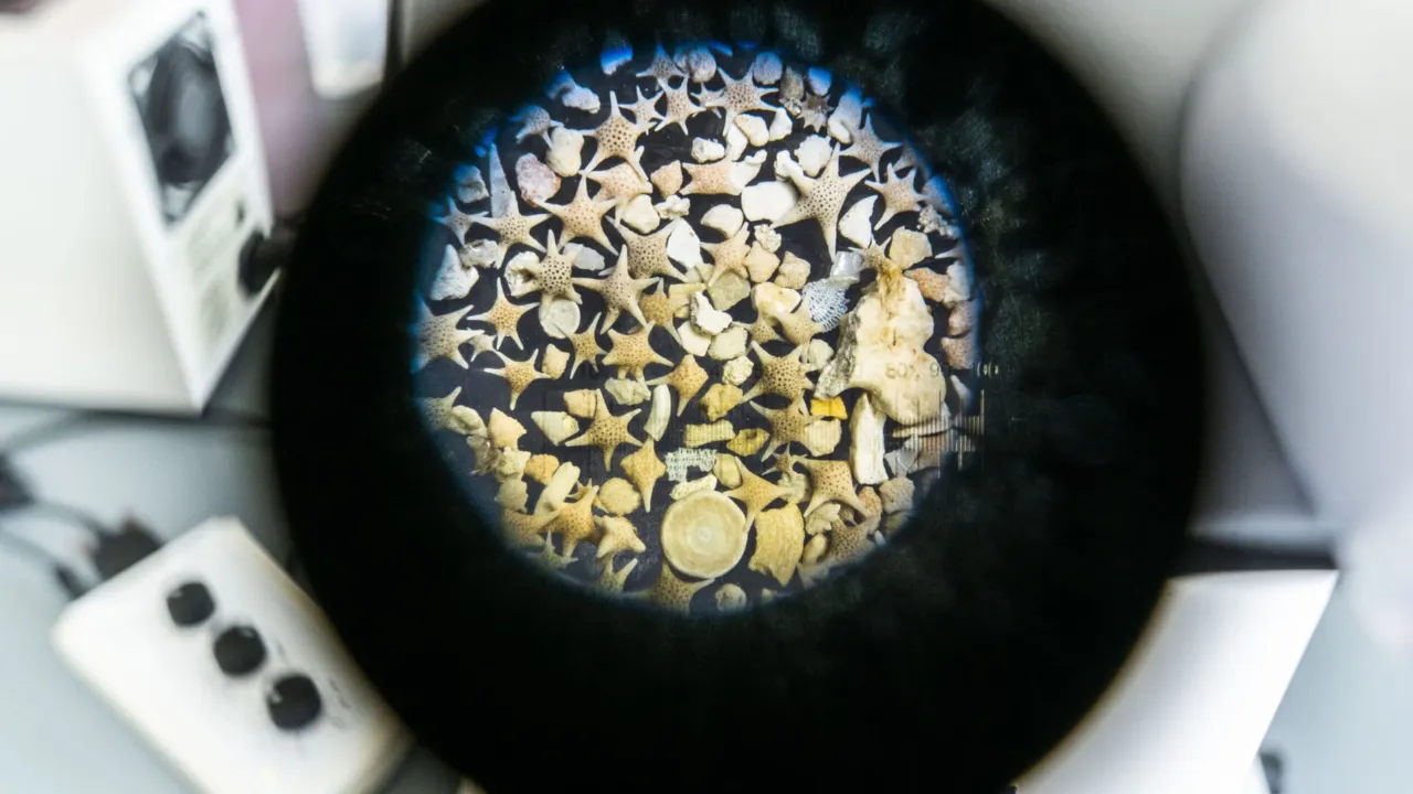 Foraminiferen onder de microscoop