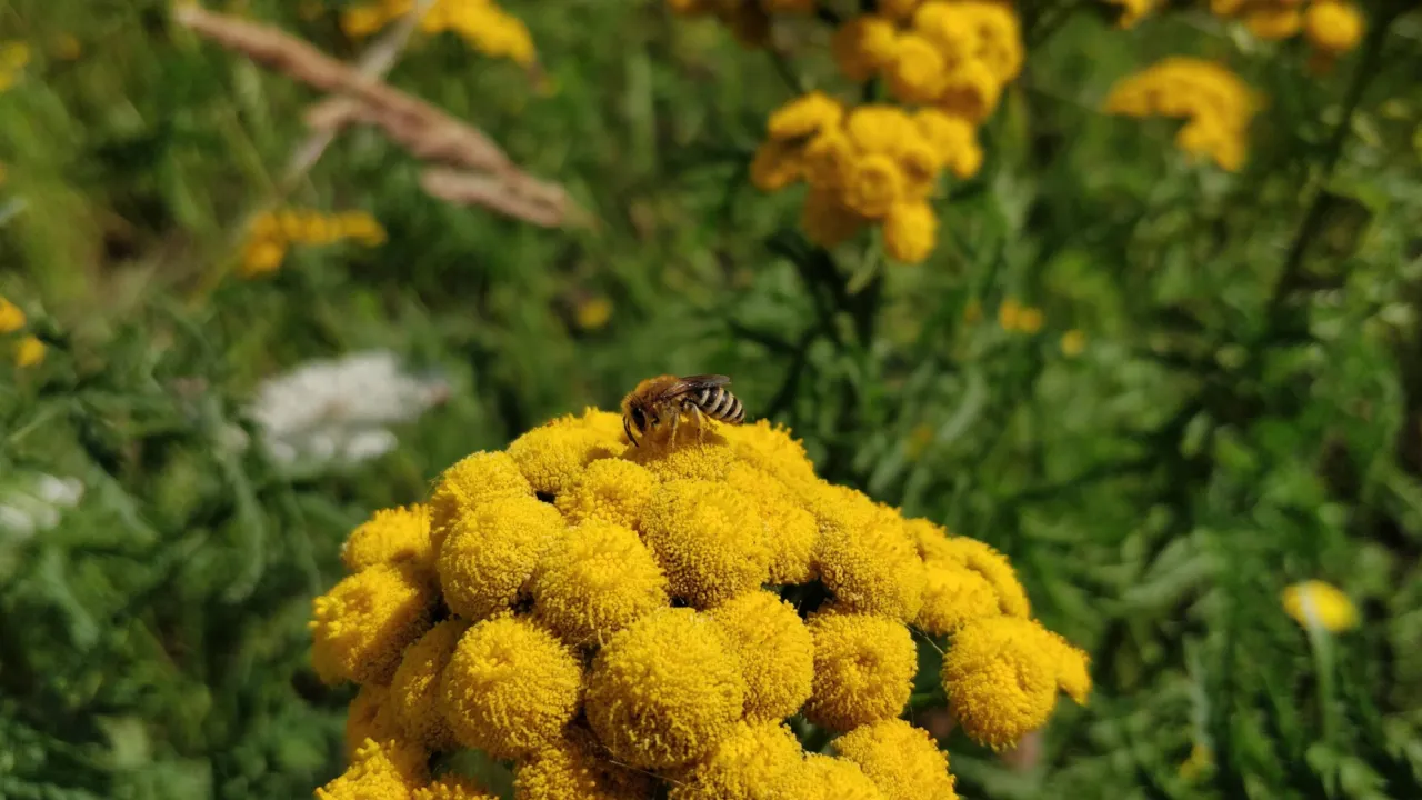Colletes_daviesanus