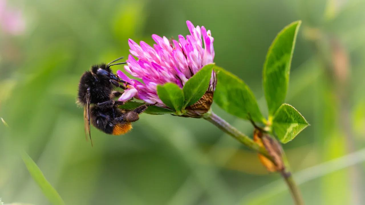 hommel