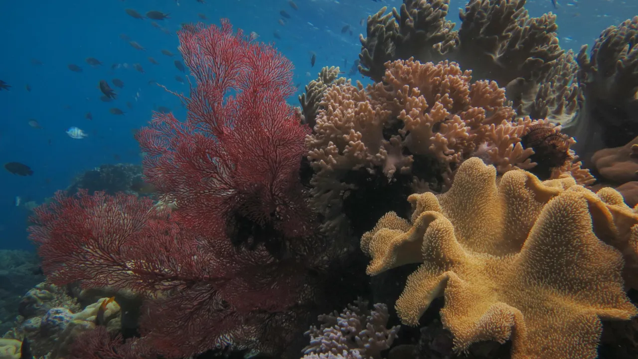 Koraalrif Sulawesi