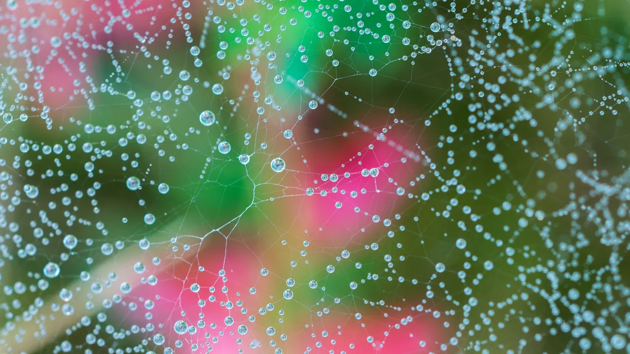 spinneweb