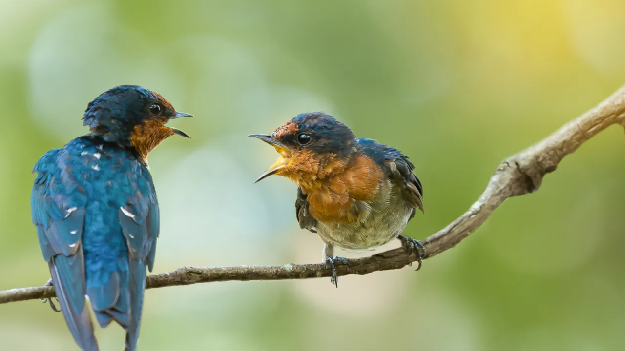 Twee vogels op tak