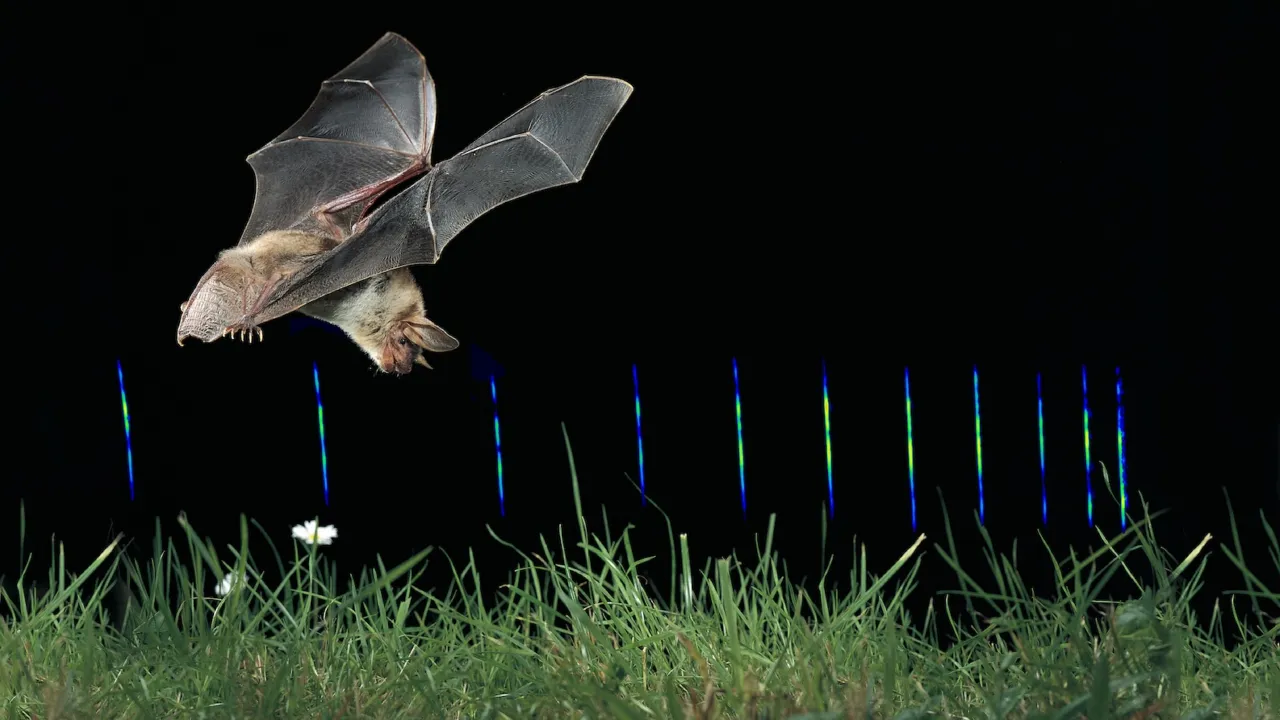 Greater Mouse-eared bat and echolocation sounds. Credit: D. Nill