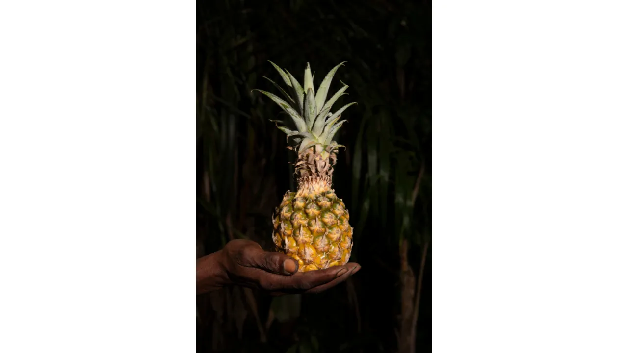 Michelle Piergoelam - Ananas
