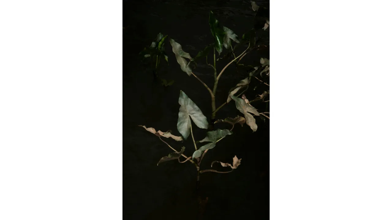 Michelle Piergoelam - Mokomoko