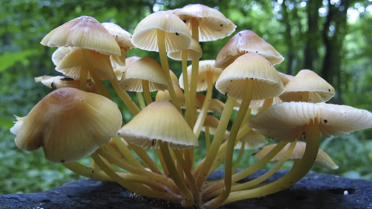 paddenstoelen