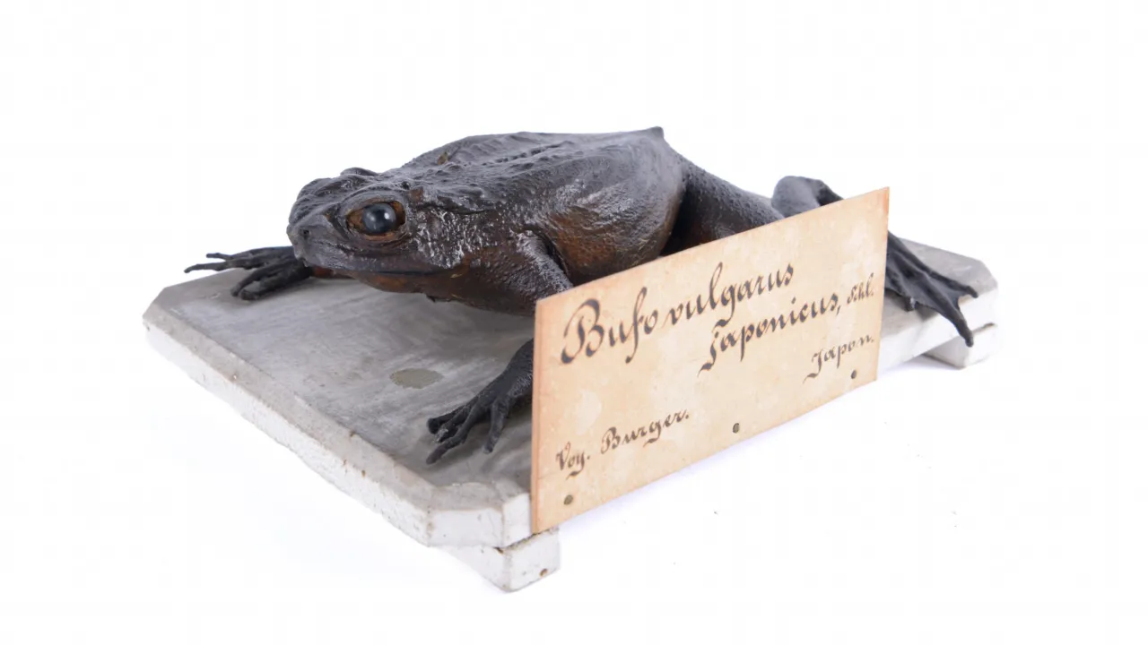Bufovulgaris japonicus