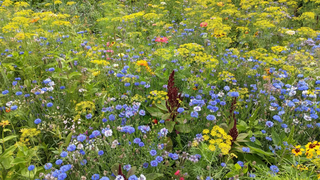 bloemenveld