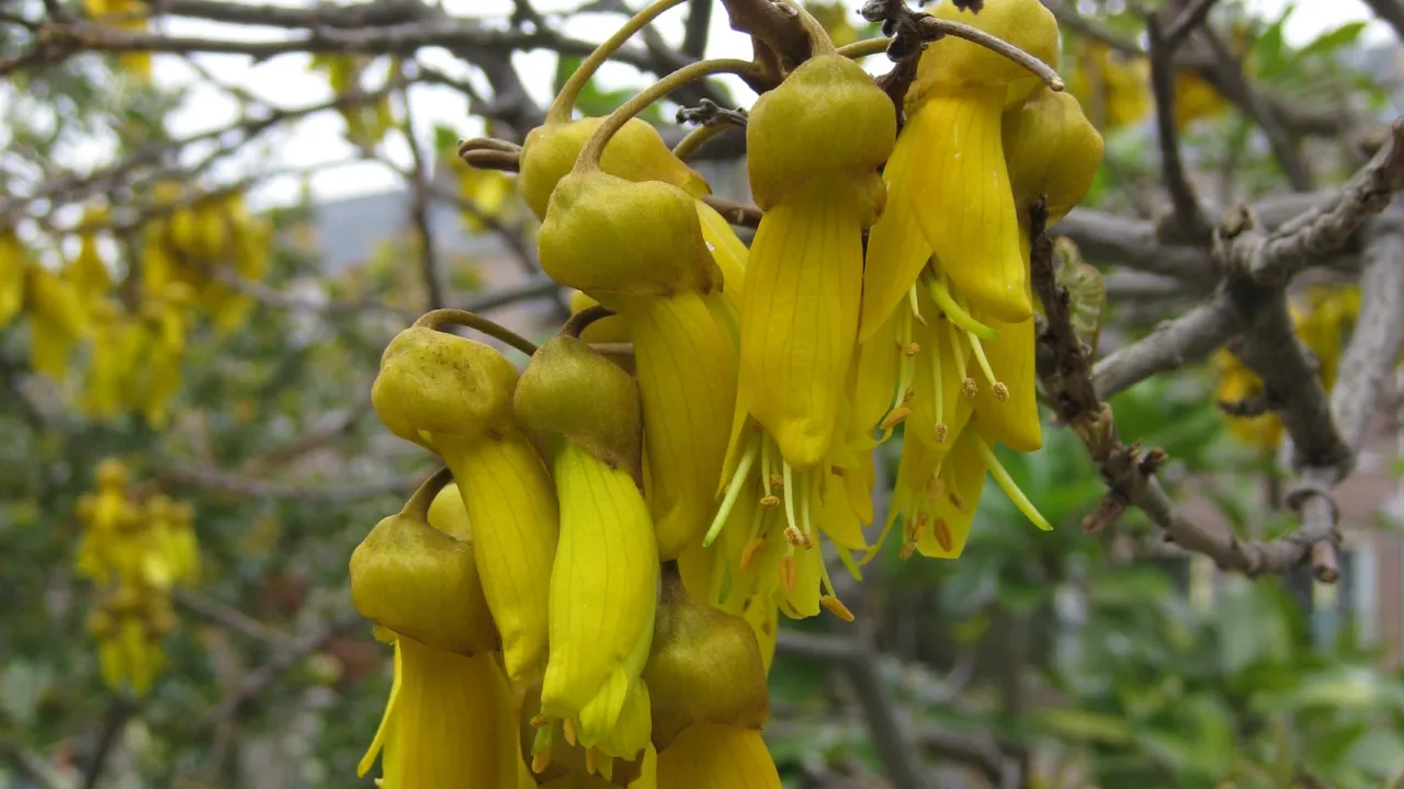 Sophora microphylla