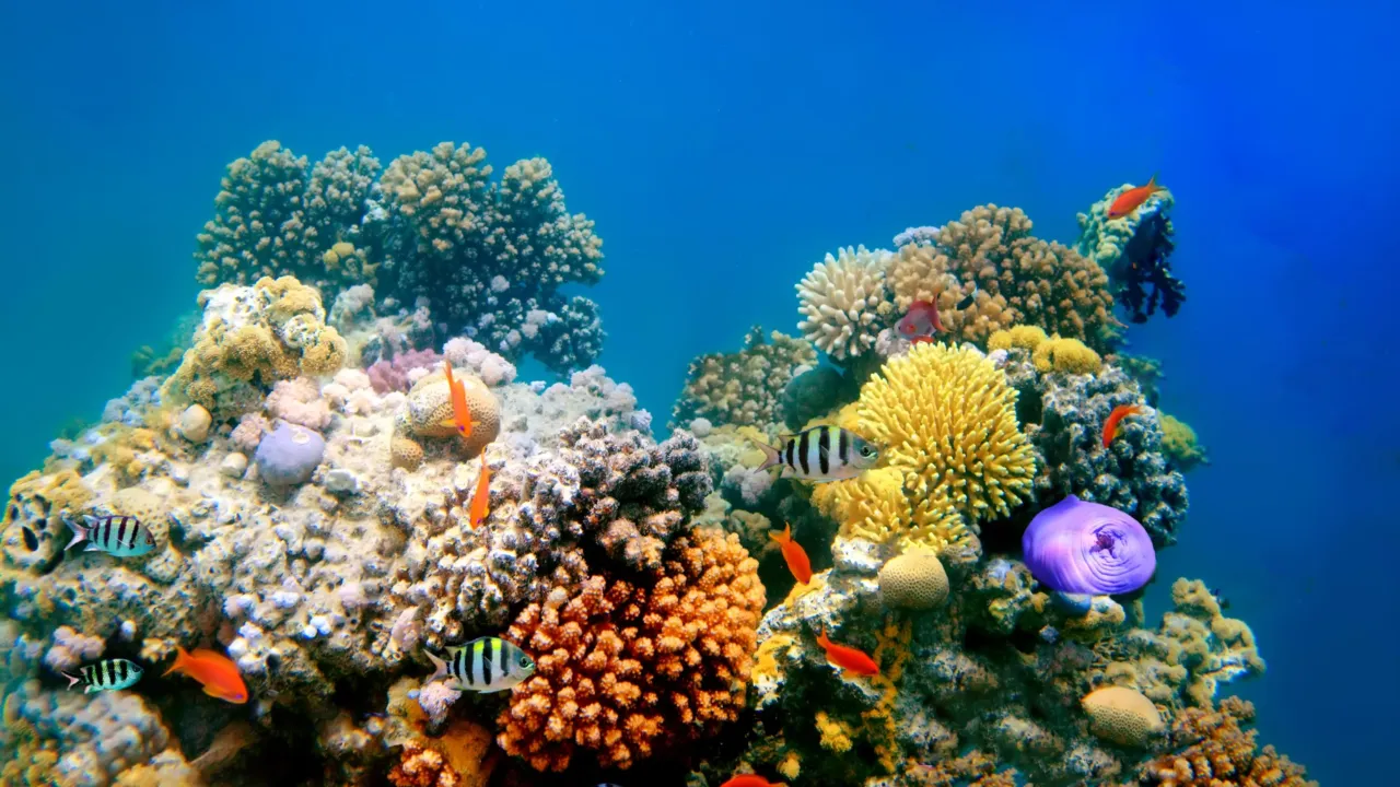 A coral reef with swimming fish