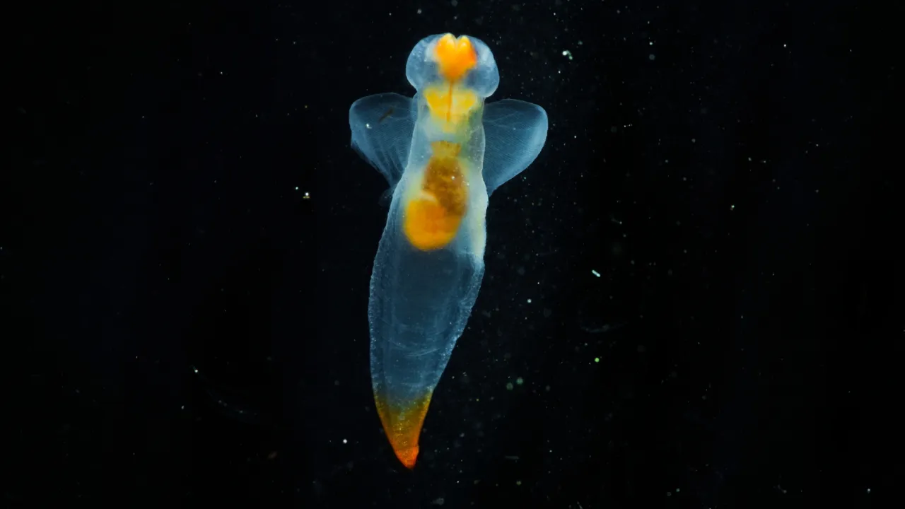 Clione