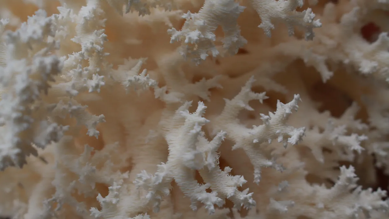 hericium