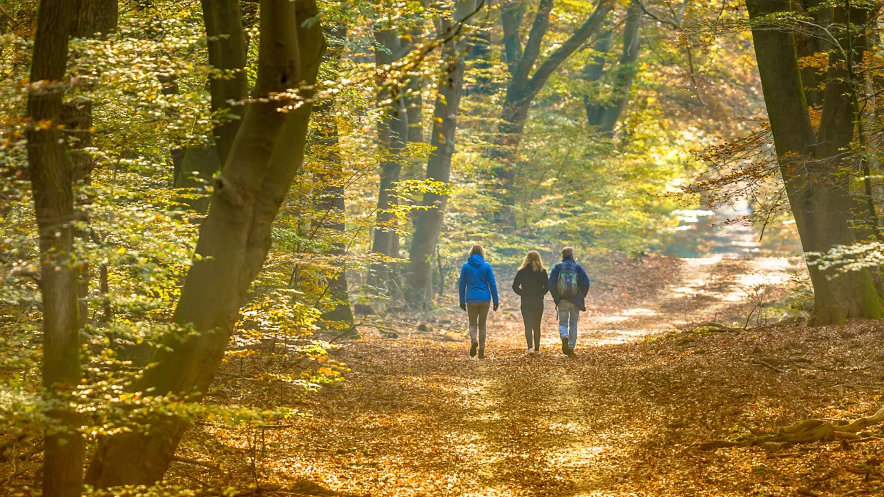 Mensen in het bos