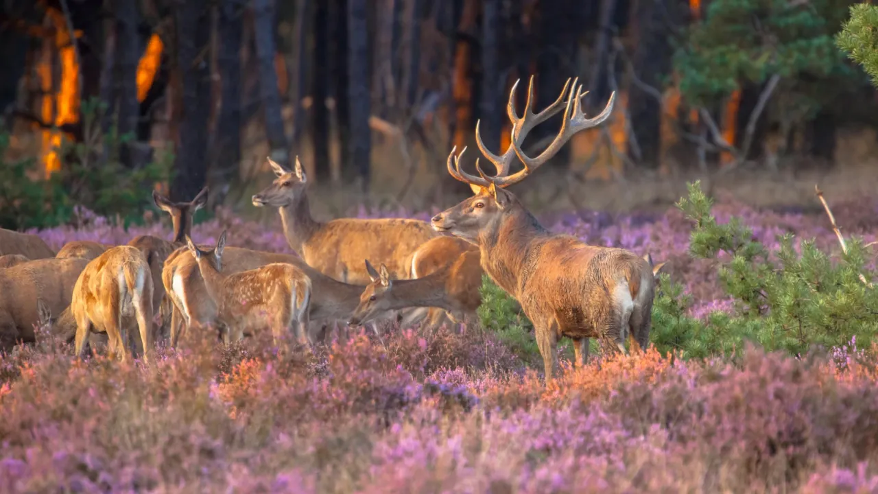 herten in het bos