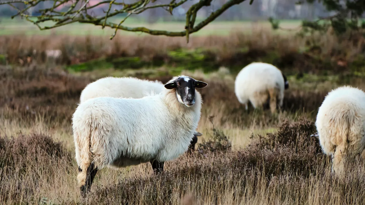 schapen in de wei