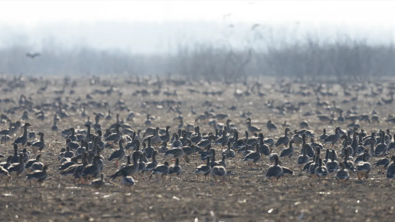 Foto van trekvogels in een veld