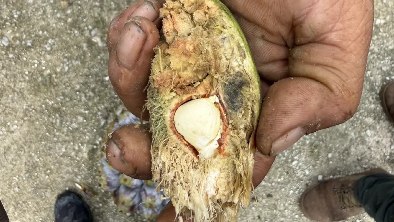 Seed of Pandanus