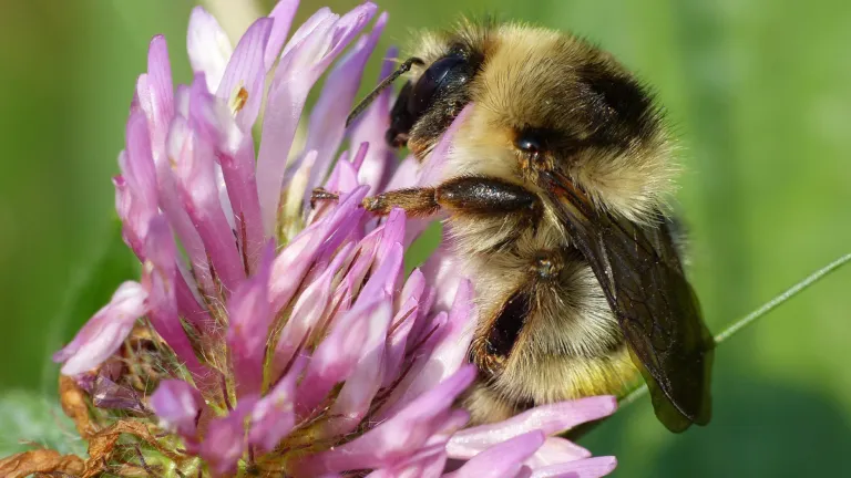 De zandhommel