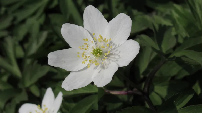 Anemona nemorosa