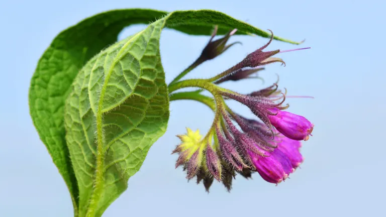 Smeerwortel