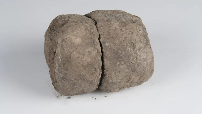 Mammoetdrol