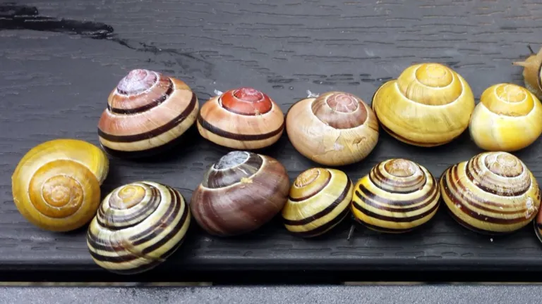 Cepaea nemoralis